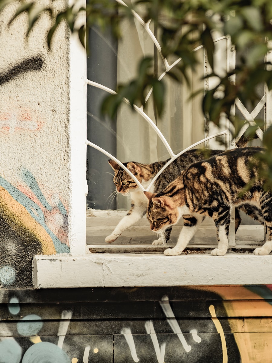 cat-img